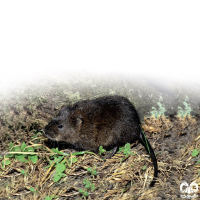 گونه ول آبزی Eurasian Water Vole